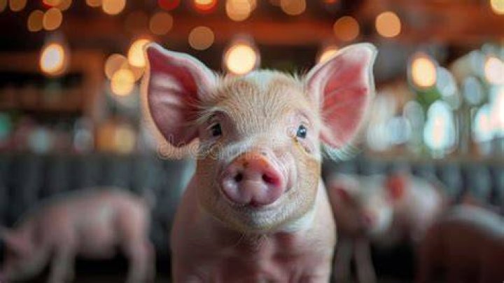  A pig stares at an activist&rsquo;s camera from inside its enclosure