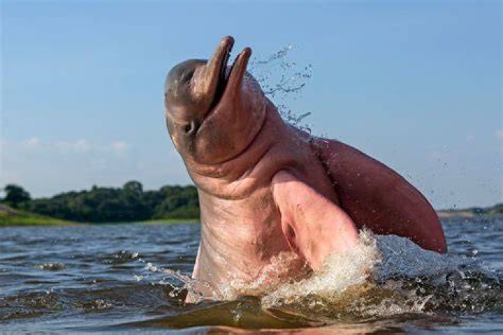 Amazon pink river dolphin