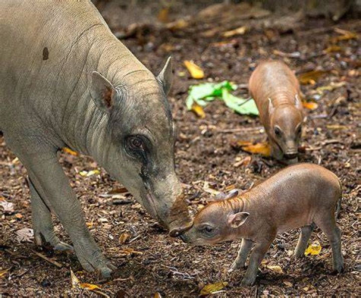 Baby Babirusa Photo by Tad Motoyama/Los Angeles Zoo Babiru&hellip; Flickr