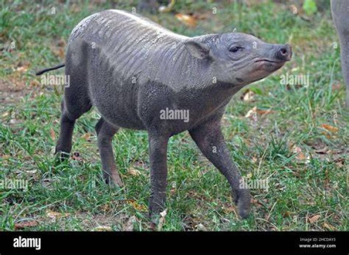 Baby Babirusa