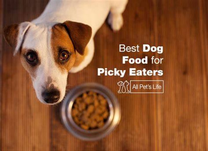 Best Dog Food for Picky Eaters in 2022 The Tastiest Ever!