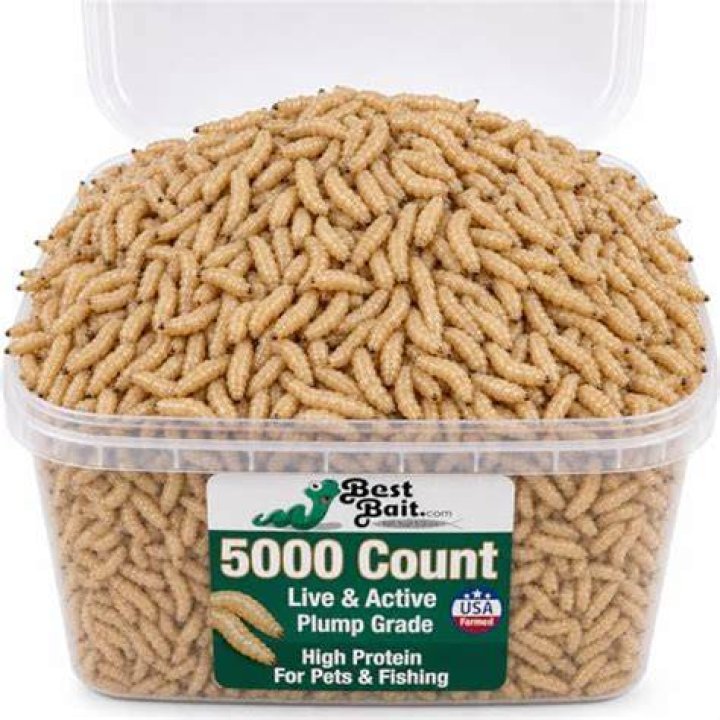 BESTBAIT Count Maggots Spikes Live Bait Ice Fishing Grub Worms Reptile
