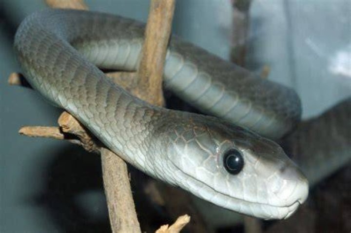 Black Mamba
