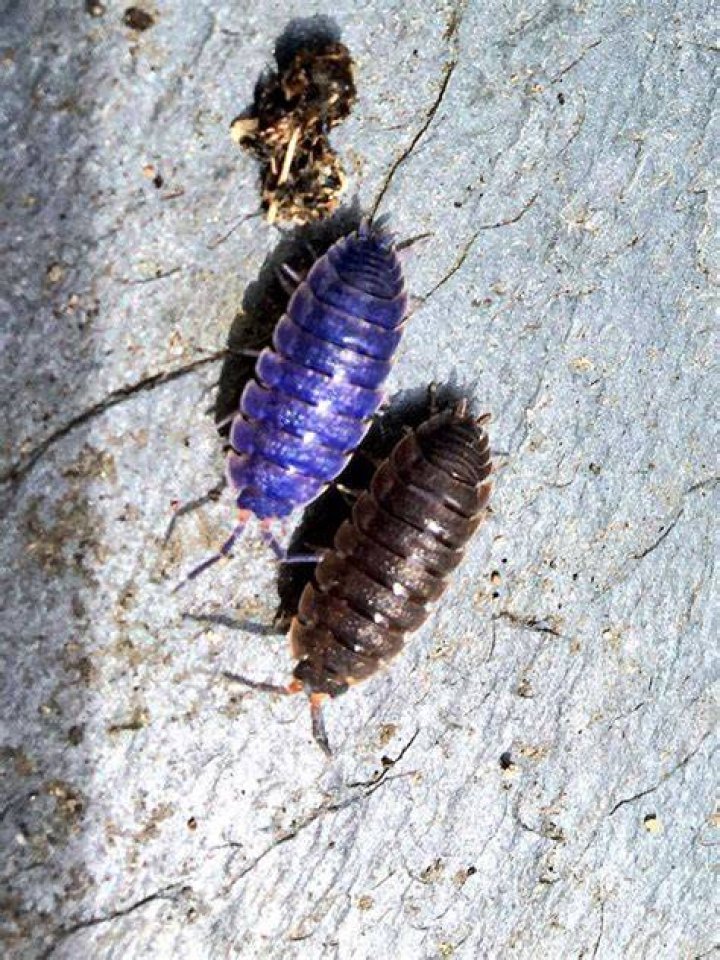 Blue woodlice