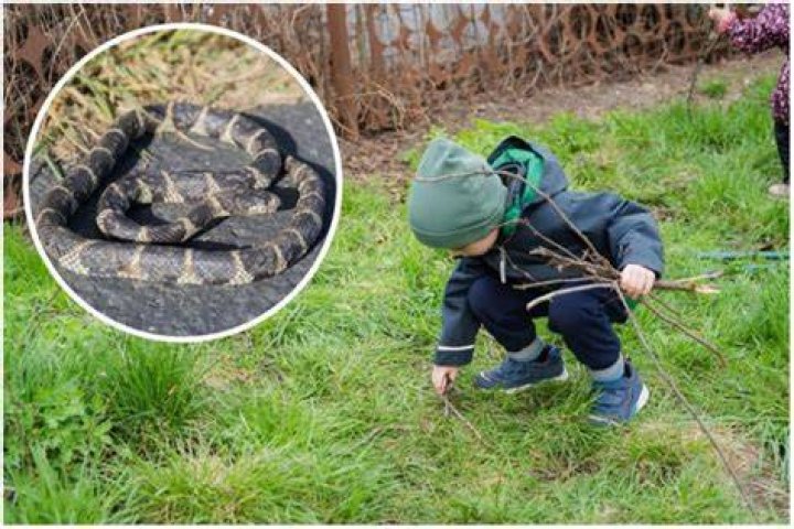 Boy plays in garden; inset, snake