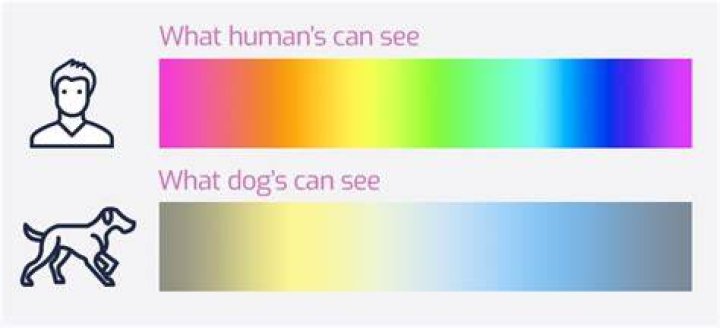 Can dogs see colour? Cover My Insurance