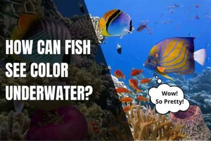 Can you see the fish hiding from the cat in this image?
