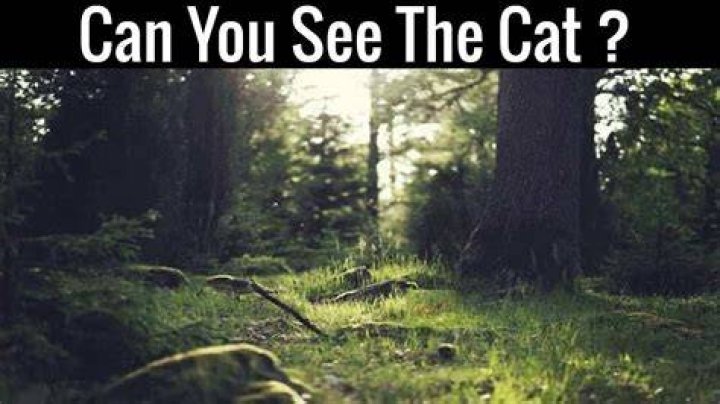 Can you see the hidden snake in this image?