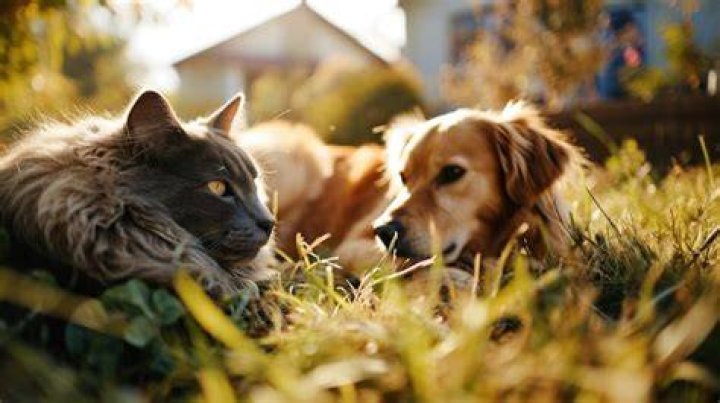 Cat and dog outside