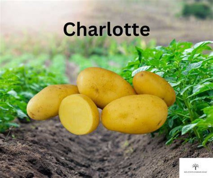 Charlotte likes to add variety to her kids, four-year-old Mila and three-year-old Jack&rsquo;s packed lunches