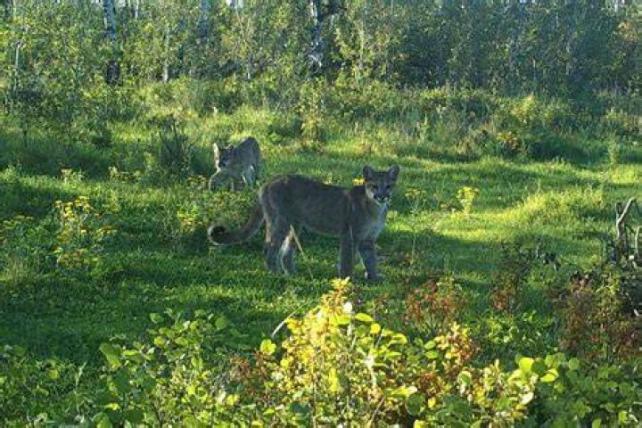  Cougars are said to be women in their 40s and 50s dating men 10 years younger