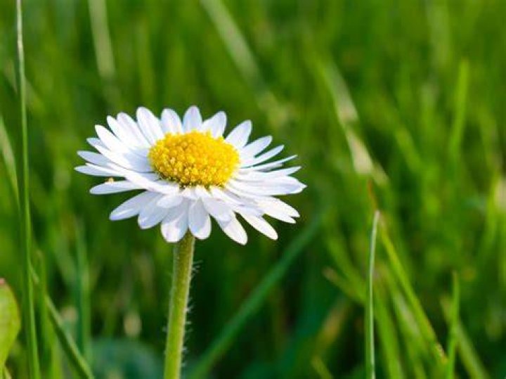 daisy