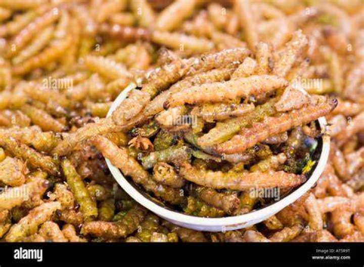 Deep-fried caterpillars are hugely popular in South Africa