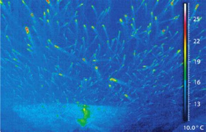 Did you see the fish?