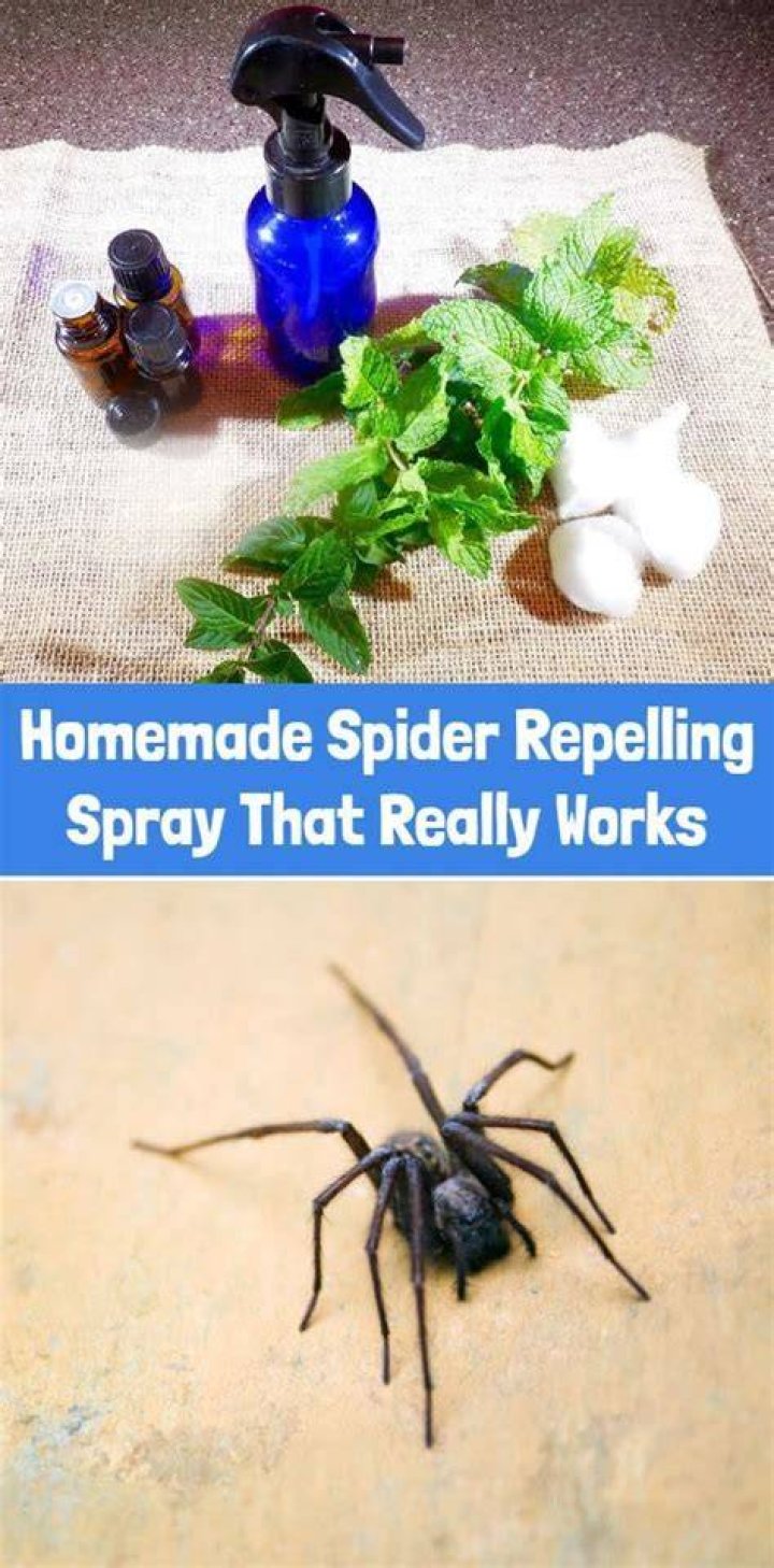 DIY Spider Spray Repelling Spiders with Peppermint. Does it really