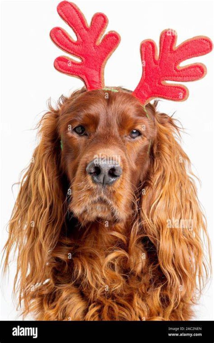 Dog wearing antlers