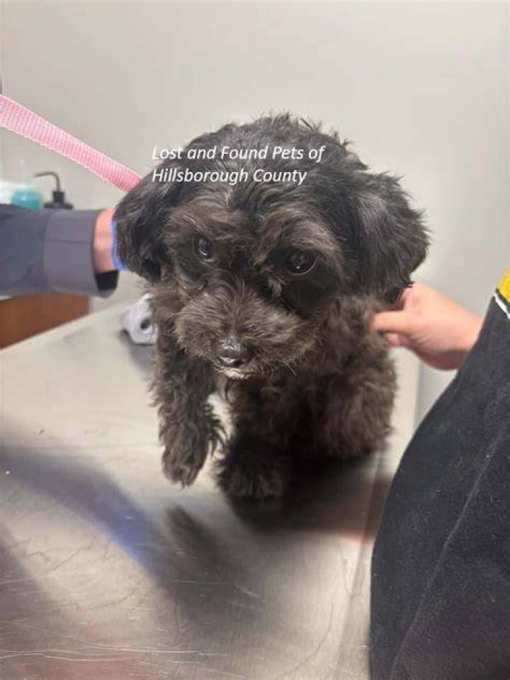 Dogs found last week at a Hamilton Township, Ohio, animal rescue.