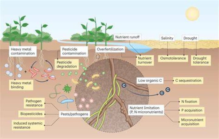 Figure 1 from Microbial responses to the Deepwater Horizon oil spill from coastal wetlands to