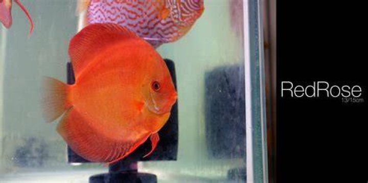 fish, marine, transparent, glass material, animal, animal themes