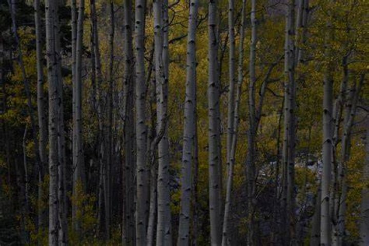 Free stock photo of aspen, aspen trees, colorado