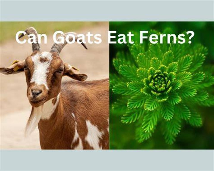 Goats are strong but can exhibit too many emotions when triggered