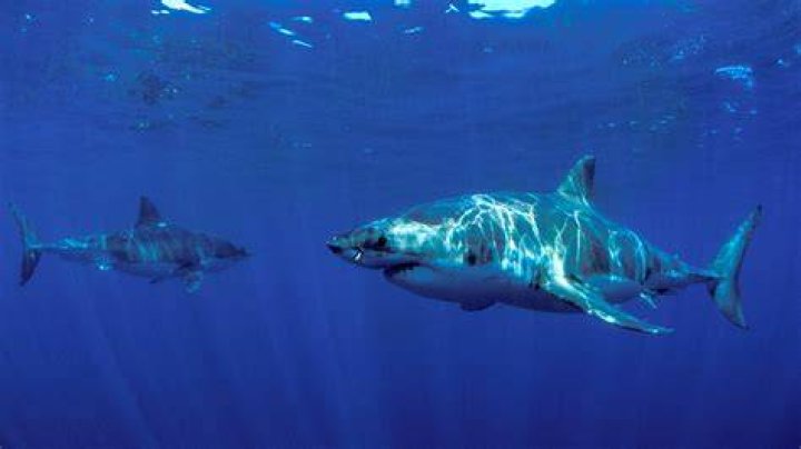Great white sharks are some of the deadliest animals in the ocean