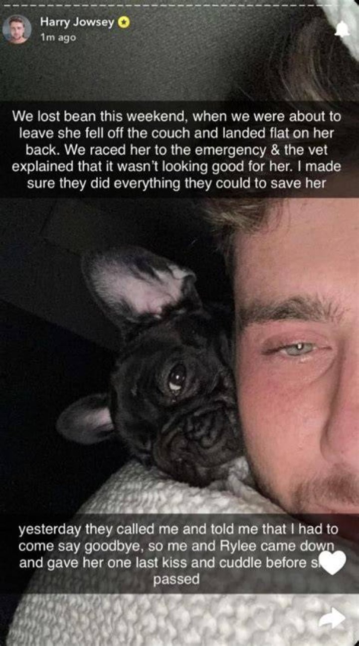 Harry confirmed his Frenchie had passed away despite rushing her to the hospital after she fell off the couch and landed on her back
