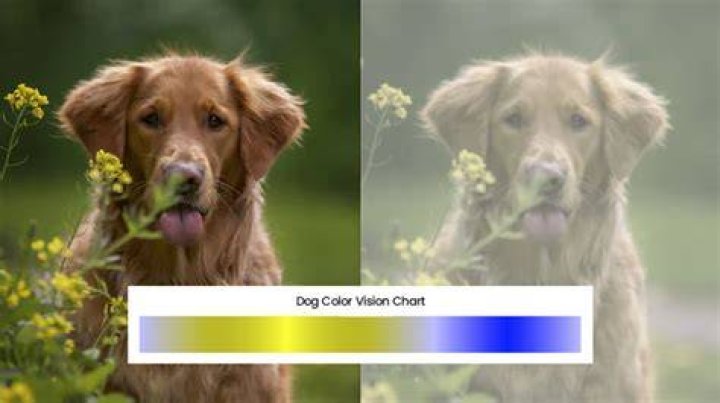 How dogs see colors keep this in mind if you are doing target training, retrieve training, or