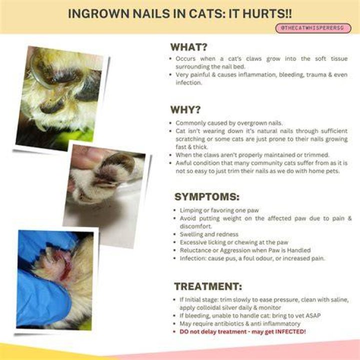 Ingrown Nail Cat Nail Ftempo