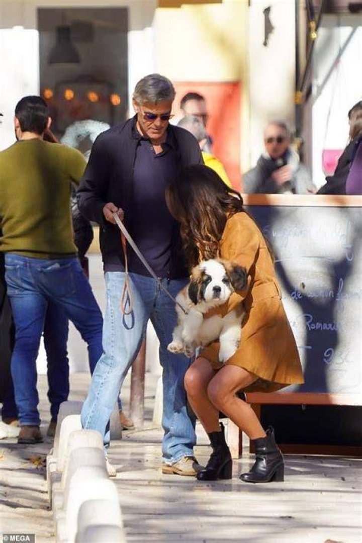 Introducing Amal + Clooney&rsquo;s St. Bernard puppy, Nelson 🩷 r/popculturechat
