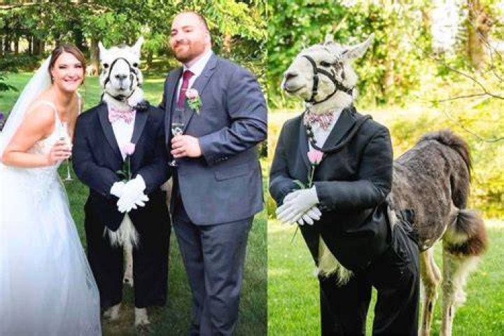 Llama attends wedding dressed as a groomsman