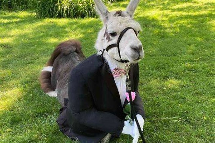 Llama Dressed as Groomsman Delights Guests at New York Wedding