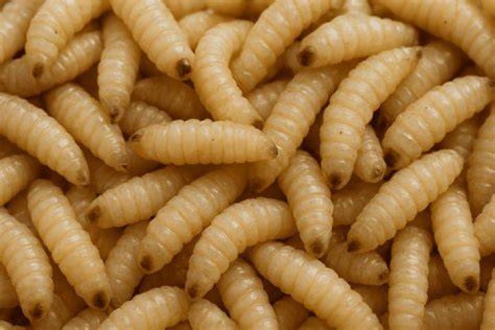 Maggots