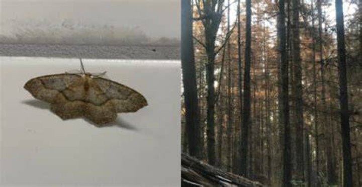 Moths have been feasting on suits and formal attire left abandoned in wardrobes during the pandemic