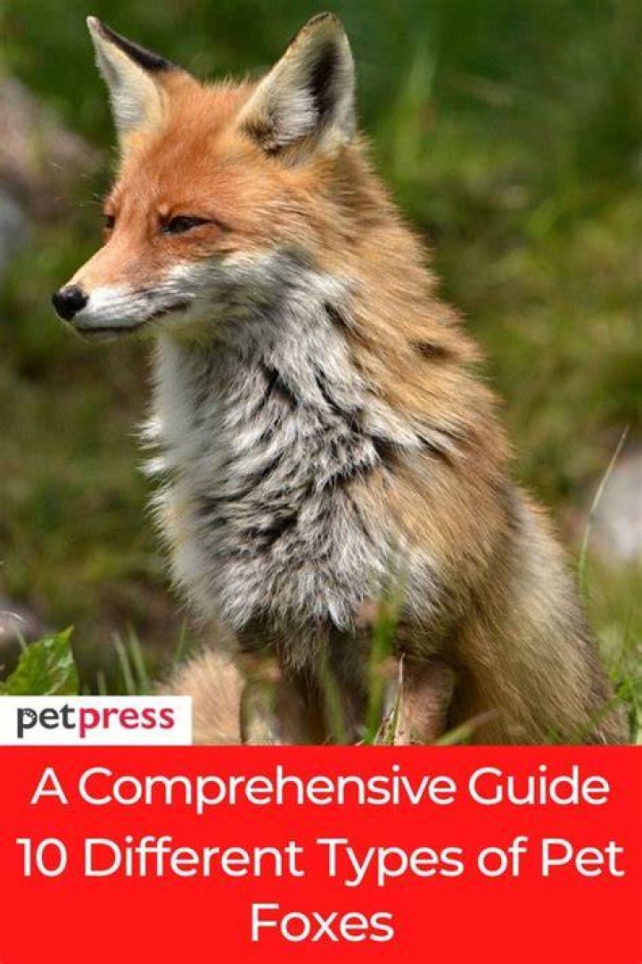 Pet foxes 