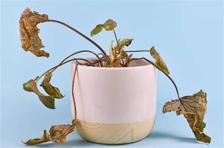 Por que a mi&ntilde;a planta ara&ntilde;a est&aacute; amarela? Revista de limpeza ideas