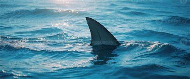 Shark fin in ocean 