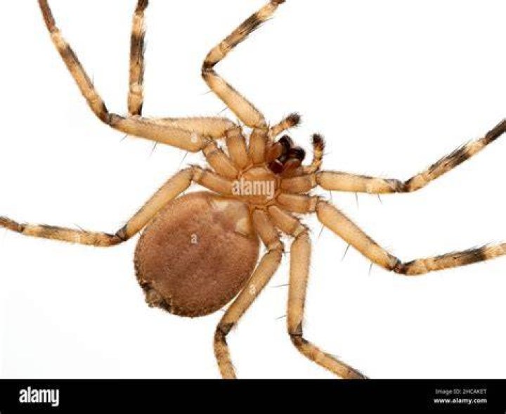 Spider from underneath, found under tent