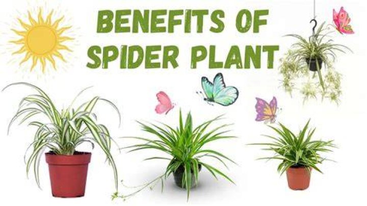 Spider Plant Symbolism Unveiling Spiritual Meanings Everyday Emily Kay