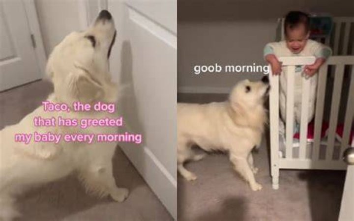 Taco the dog greeting Vanora every morning.