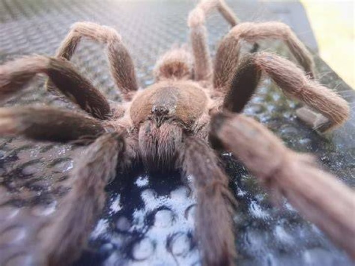 Tarantula under tent