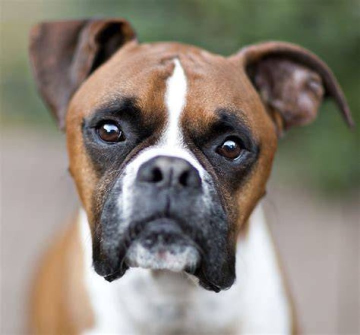 The boxer's family has expressed their grief over her death
