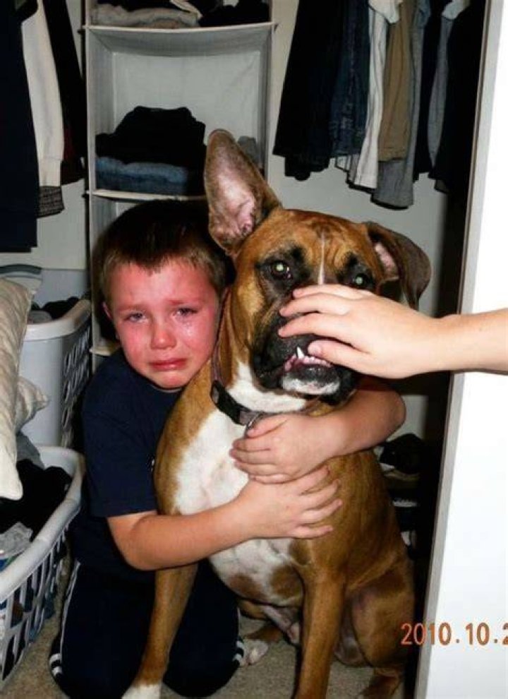 The dog was then forced inside a wheelie bin to protect kids from the animal