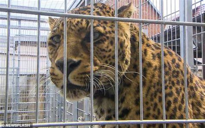 The famous leopard named Troja had previously taken part in a Panasonic commercial