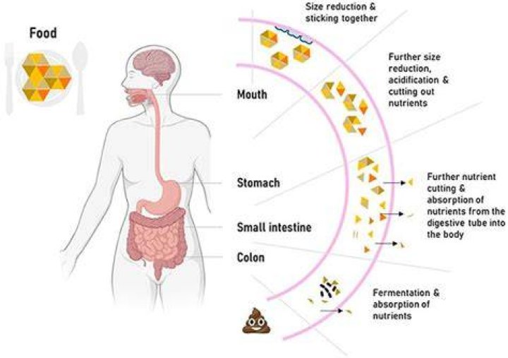 The poop contains digested food, digestive acid and even small stones