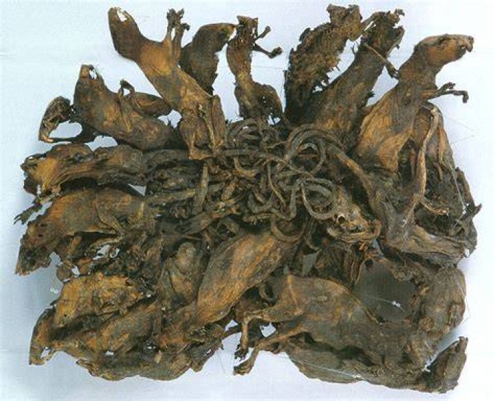 The rat king phenomenon is said to be a sign of an impending plague or famine