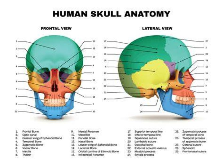 The skull's final resting place has puzzled archaeologists for years