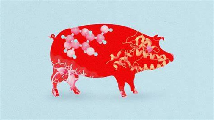  This pig has gaping holes in its legs but is still alive