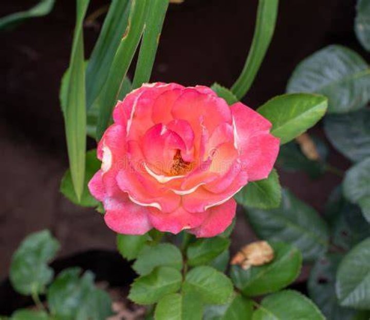 This striking pink is our choice for the season.