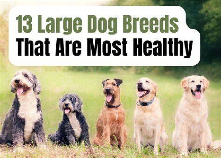 Top 14 Healthiest & Best Dog Food for Small Dogs in 2022